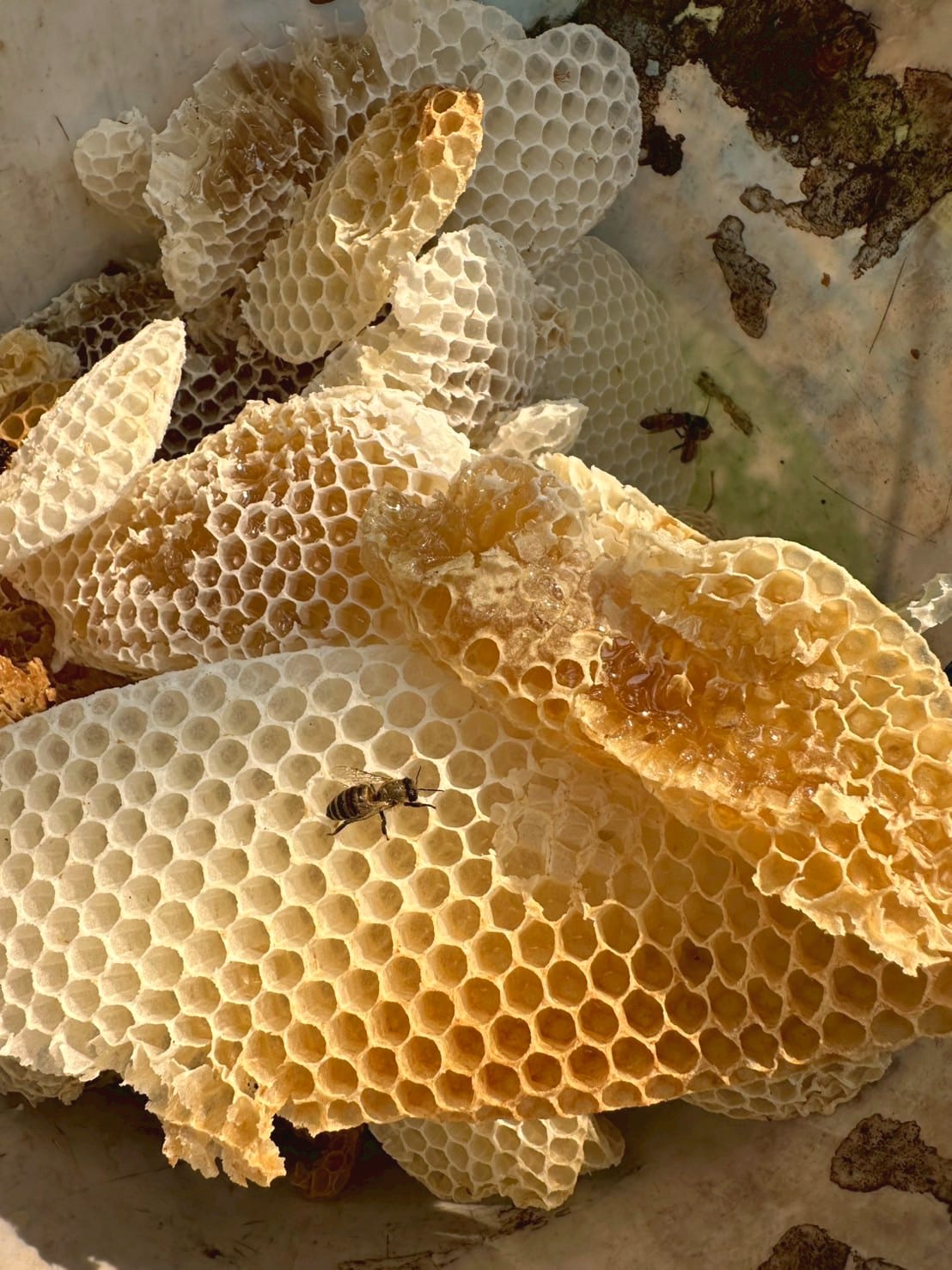 蜂巢與蜂蜜